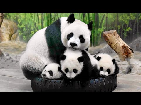 Panda baby Funny moments