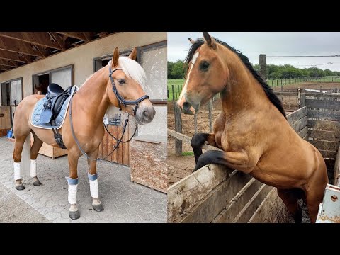 funny horse Video