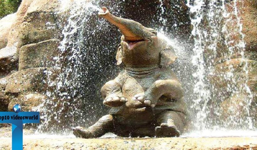 Funny Baby Elephant