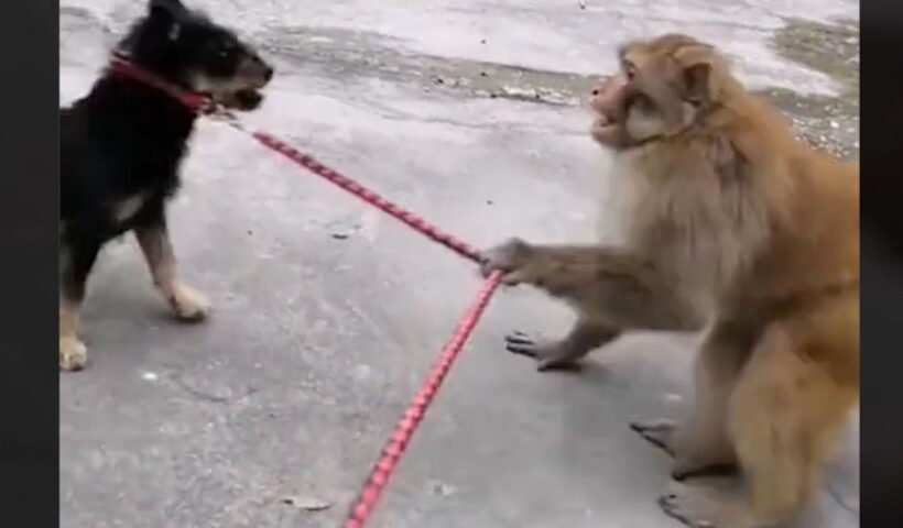 Funny and Cute Monkey Videos