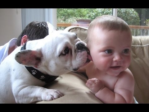 Funny and cute babies and animals