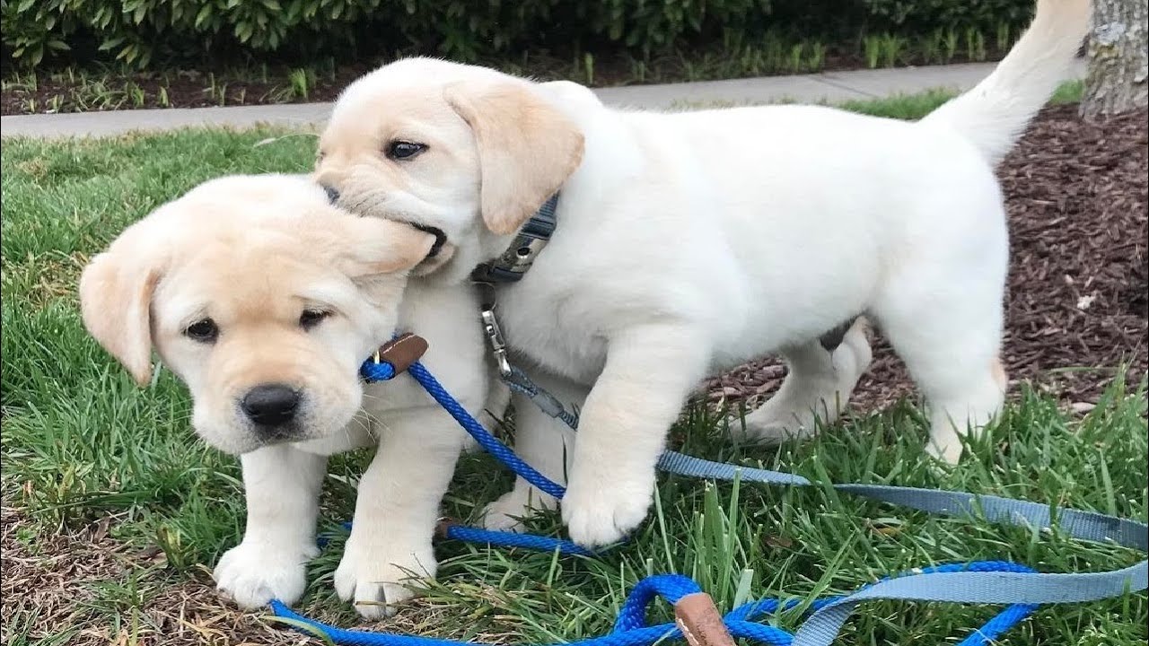 Funniest & Cutest Labrador Puppies.