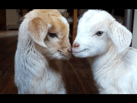 Newborn Goats
