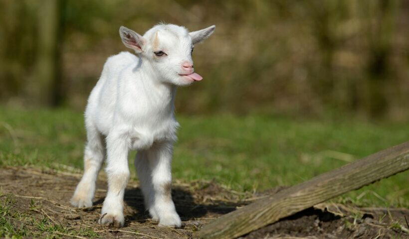 Funny and Cute Baby Goat