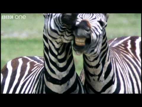 funny animal video Archives - Daily India Online