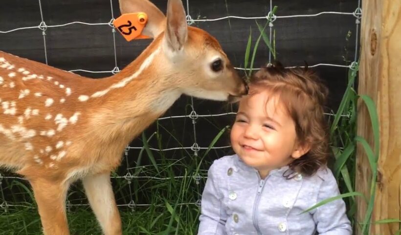 Funny Baby And Animals