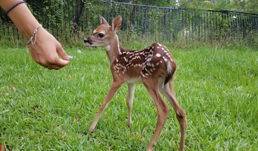 Cute Baby Deer