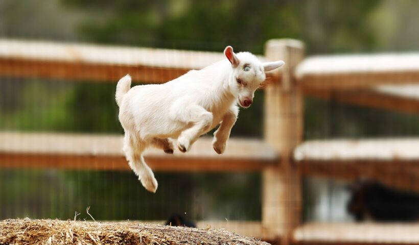 funny baby goats Archives - Daily India Online