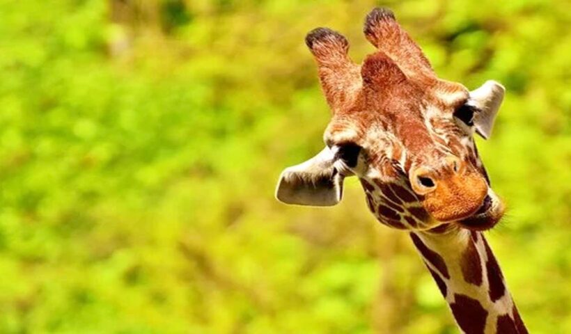 Giraffe Videos