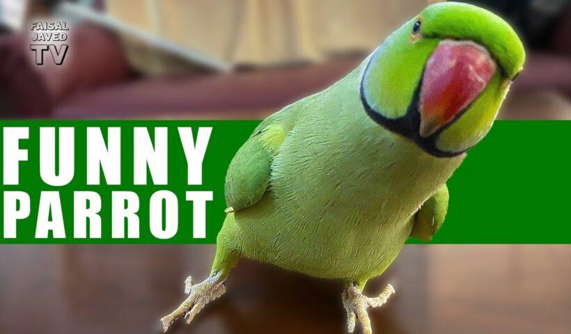 Parrot funny videos